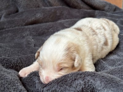 Les chiots de Berger Australien