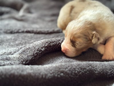 Les chiots de Berger Australien