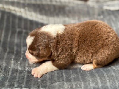 Les chiots de Berger Australien