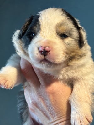 Les chiots de Berger Australien