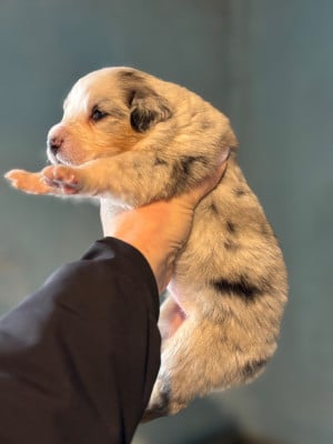 Les chiots de Berger Australien