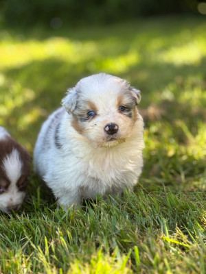 Les chiots de Berger Australien