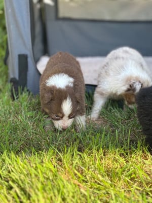 Les chiots de Berger Australien