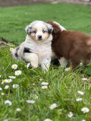 Les chiots de Berger Australien