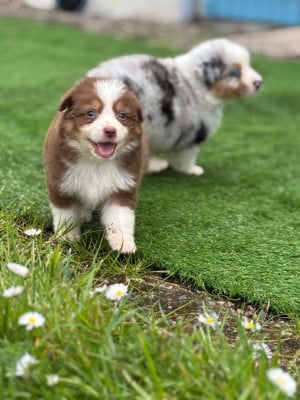 Les chiots de Berger Australien
