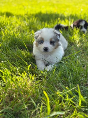 Les chiots de Berger Australien