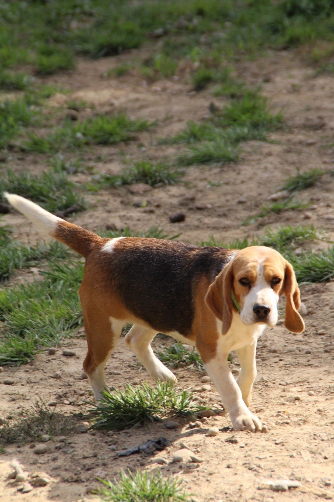 Publication : de l'Écho du Banc d’Arguin