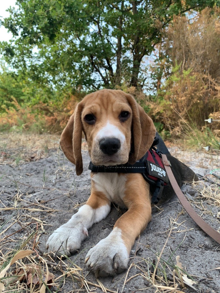 Publication : de l'Écho du Banc d’Arguin
