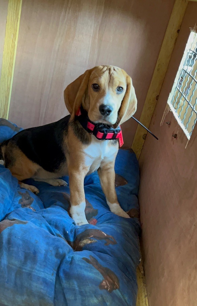 Publication : de l'Écho du Banc d’Arguin