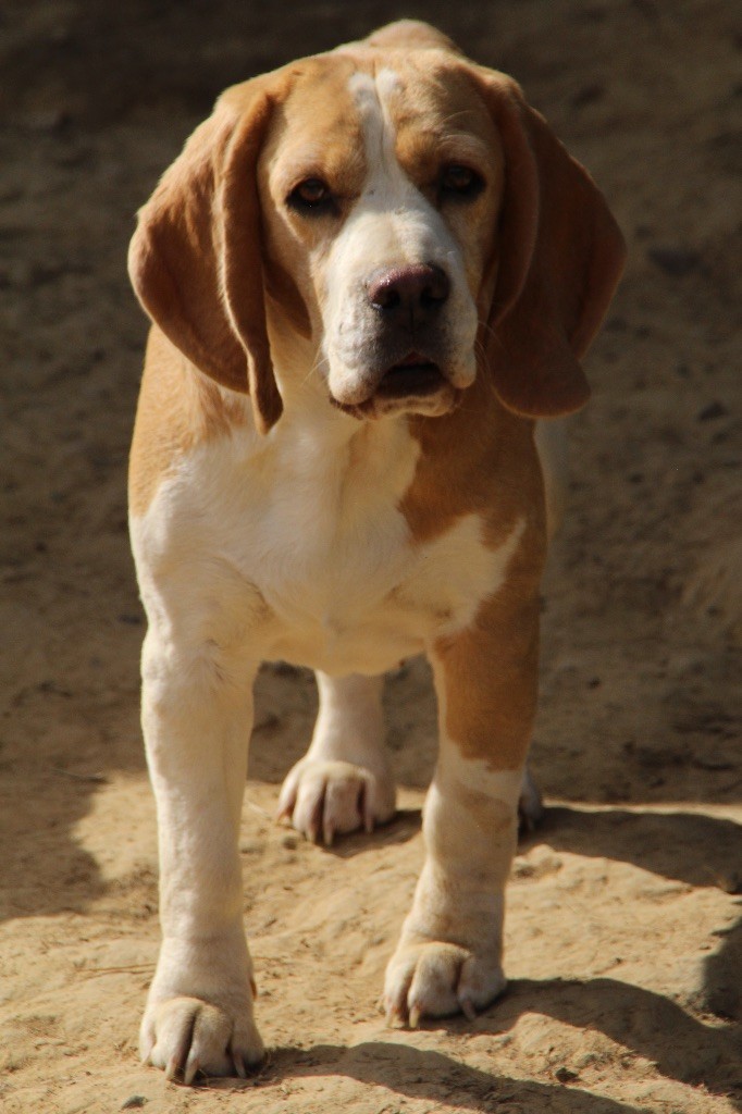 Publication : de l'Écho du Banc d’Arguin