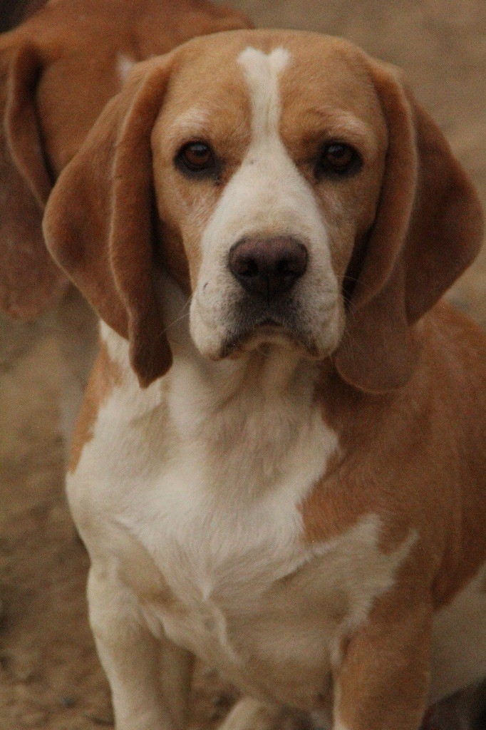 Publication : de l'Écho du Banc d’Arguin