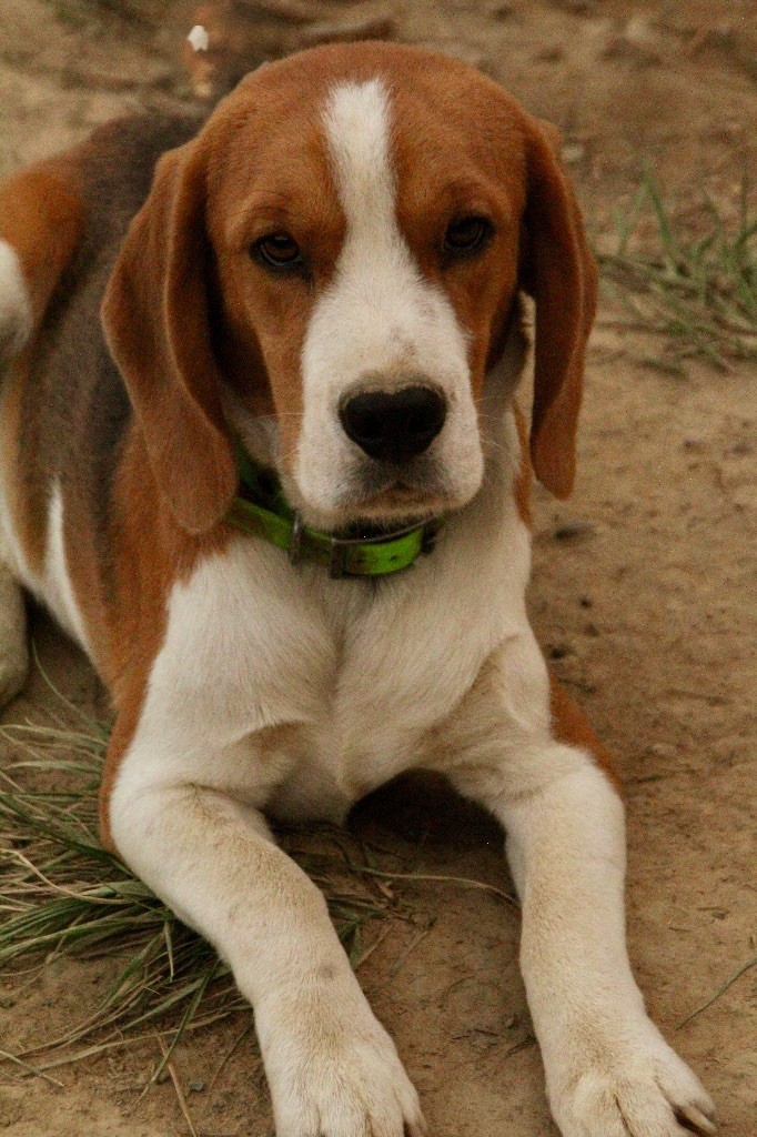 Publication : de l'Écho du Banc d’Arguin