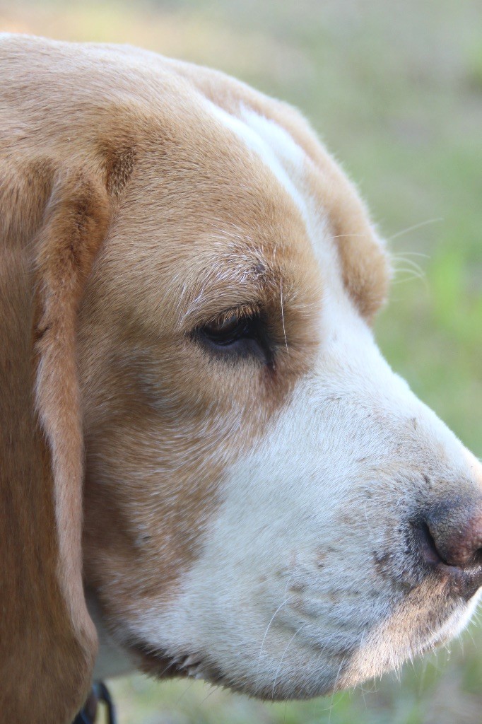 Publication : de l'Écho du Banc d’Arguin