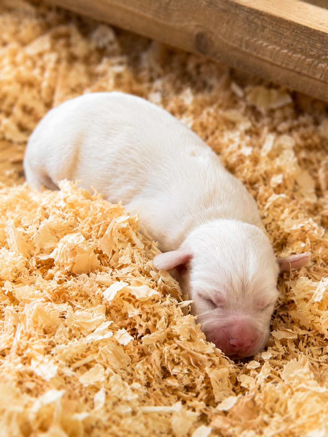 Chiot N°2