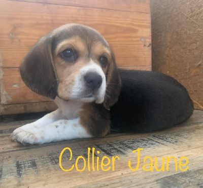 Collier Jaune - Beagle