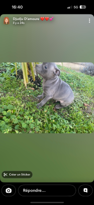 Les chiots de Staffordshire Bull Terrier