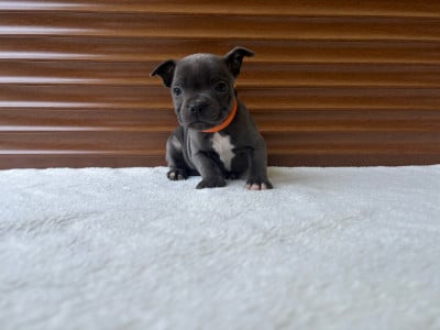 CHIOT 1 - Staffordshire Bull Terrier