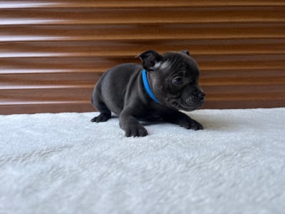 Les chiots de Staffordshire Bull Terrier
