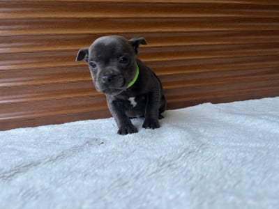 Les chiots de Staffordshire Bull Terrier