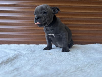 CHIOT 5 - Staffordshire Bull Terrier