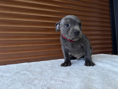 Staffordshire Bull Terrier