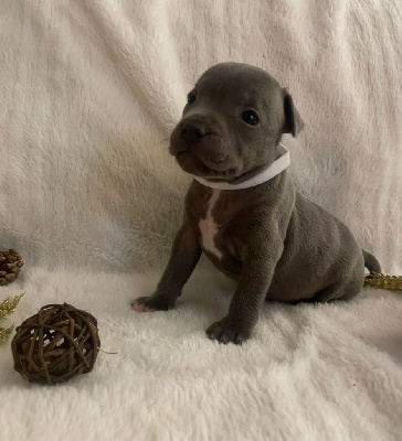 Les chiots de Staffordshire Bull Terrier
