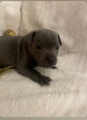 Les chiots de Staffordshire Bull Terrier