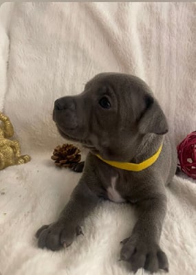 Les chiots de Staffordshire Bull Terrier