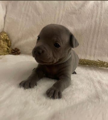 Les chiots de Staffordshire Bull Terrier