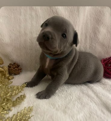 Les chiots de Staffordshire Bull Terrier