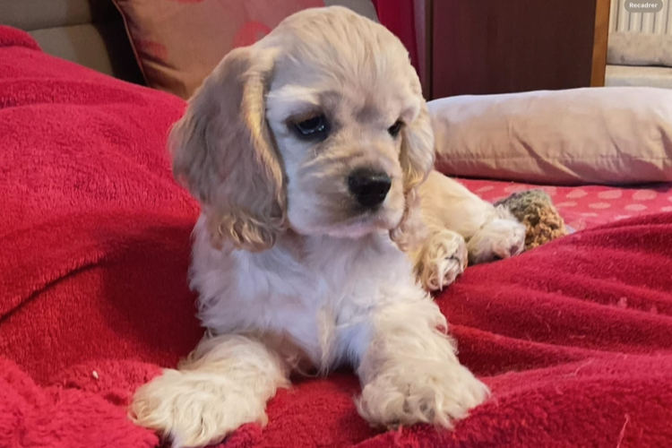 Publication : Angel Of Cooky