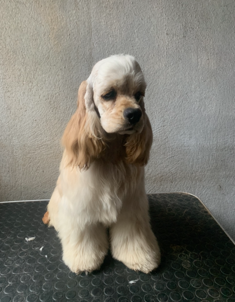 Publication : Angel Of Cooky