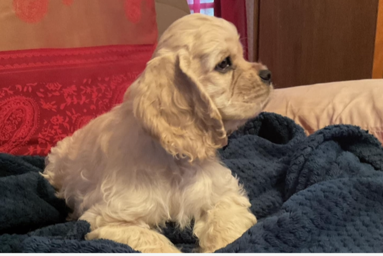 Publication : Angel Of Cooky