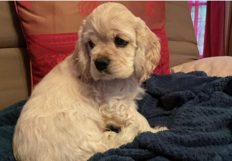 Publication : Angel Of Cooky