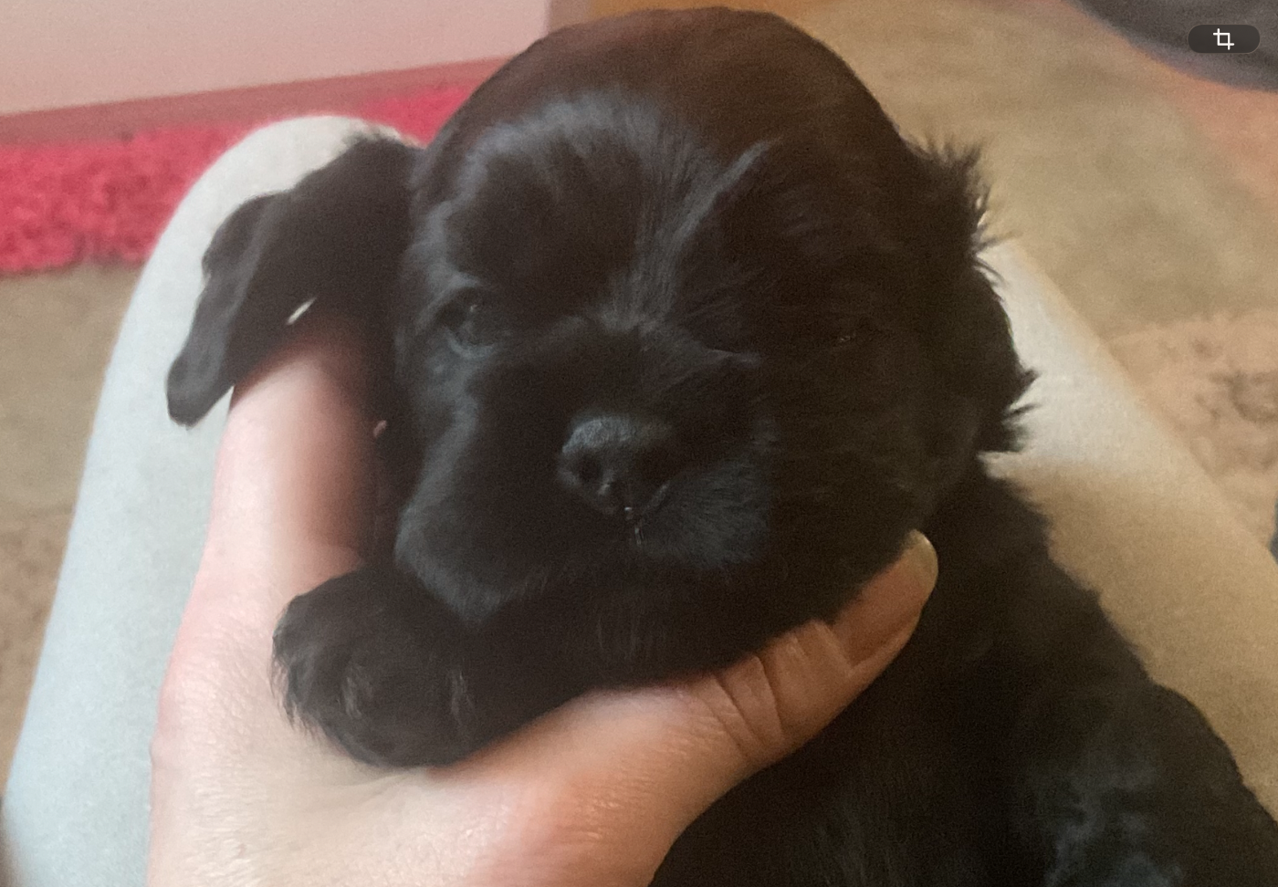 American Cocker Spaniel - Angel Of Cooky