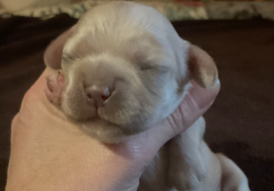 Les chiots de American Cocker Spaniel
