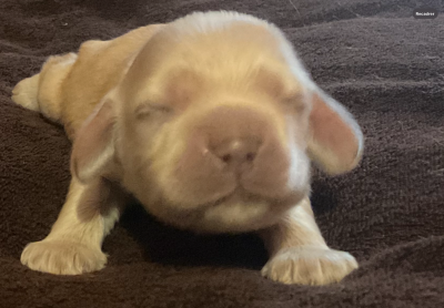 Les chiots de American Cocker Spaniel