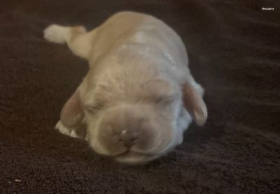 Les chiots de American Cocker Spaniel