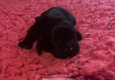 Les chiots de American Cocker Spaniel