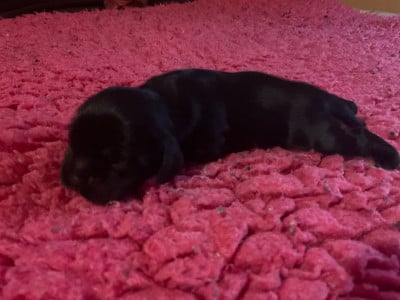 Les chiots de American Cocker Spaniel