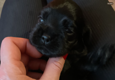 Les chiots de American Cocker Spaniel