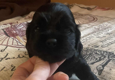 Les chiots de American Cocker Spaniel