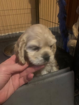 Les chiots de American Cocker Spaniel