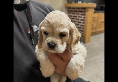 Les chiots de American Cocker Spaniel