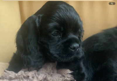Les chiots de American Cocker Spaniel