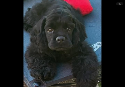 Les chiots de American Cocker Spaniel