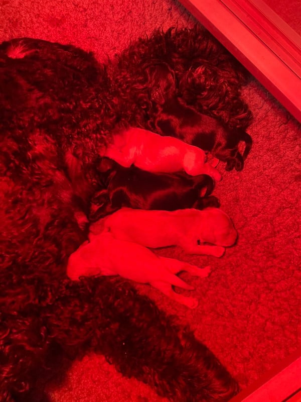 American Cocker Spaniel - Angel Of Cooky