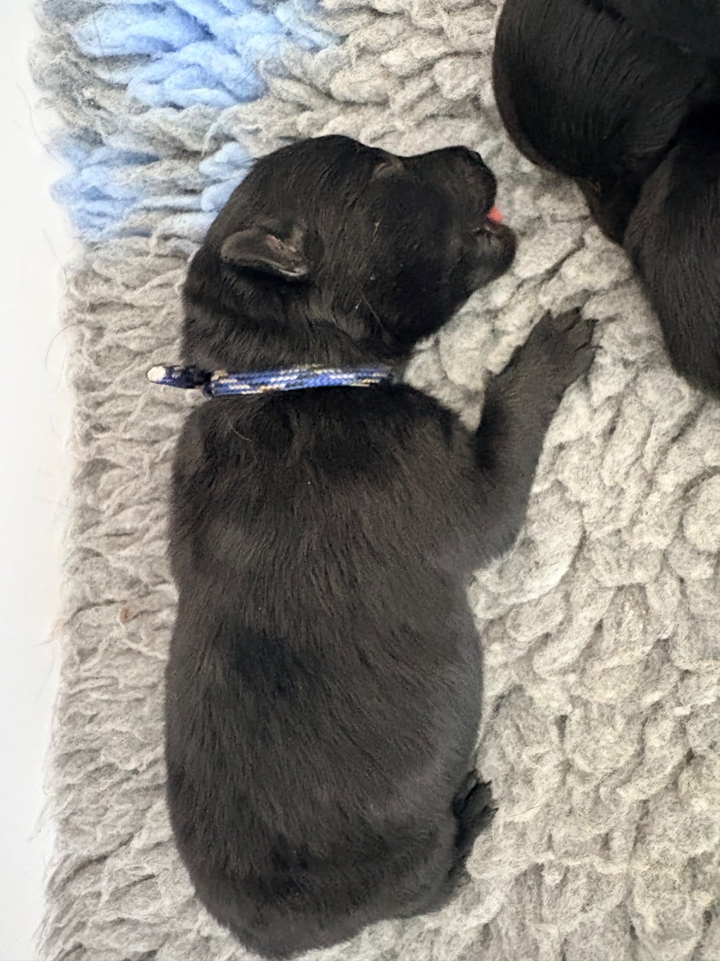 CHIOT 2 - Schipperke