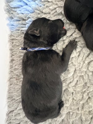 Les chiots de Schipperke