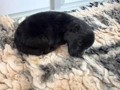 Les chiots de Schipperke
